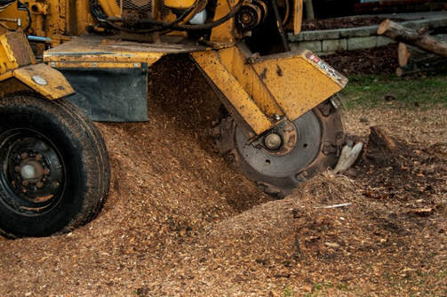 A picture of a stump grinding in Newark Delaware.