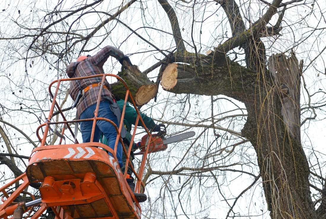 A picture of a man removing selective parts of a tree.
