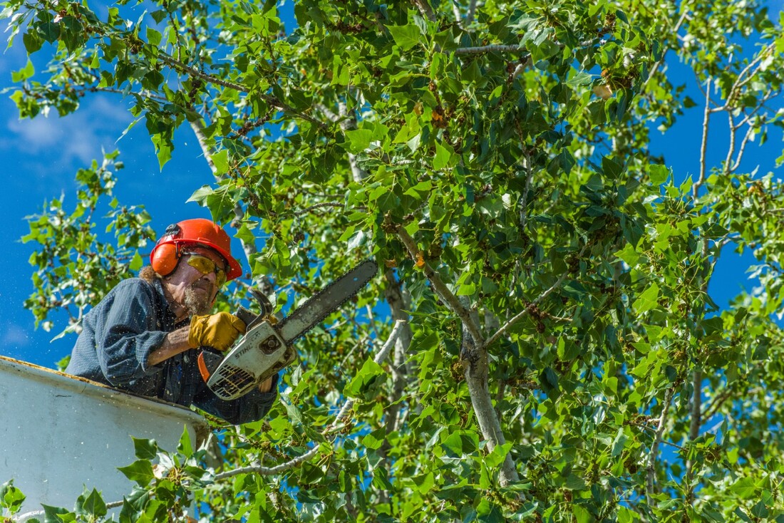 A picture of a man removing a tree from power line.